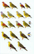 A Field Guide to the Birds of Thailand, Robson, C. 2016